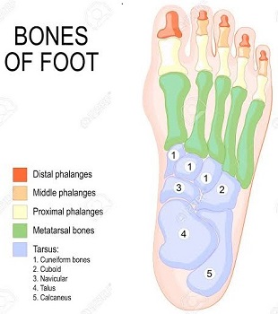 Anatomy of the Foot